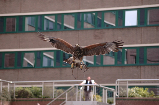 Avian Pest Control