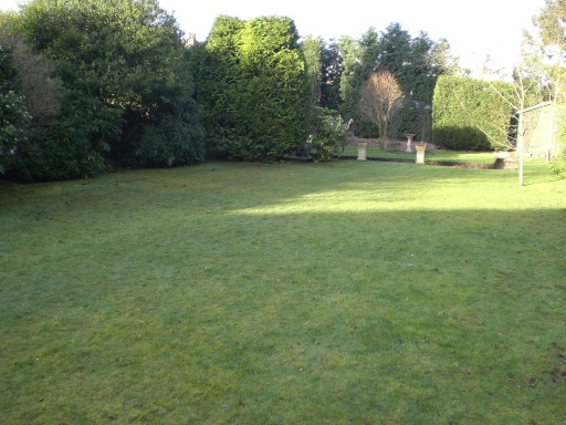 Mossy lawn before treatment
