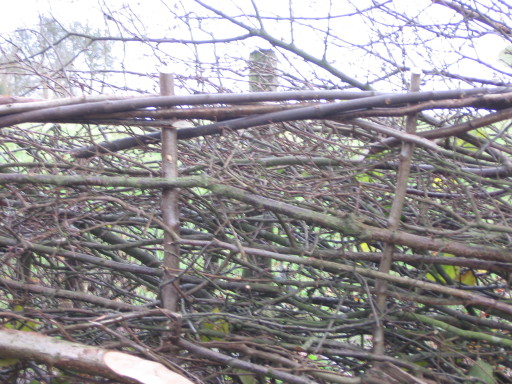Hedge Laying (Woodland Management)