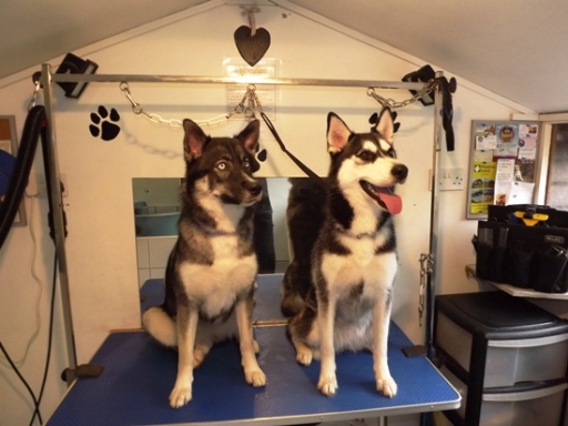 Dog Groomers Liskeard