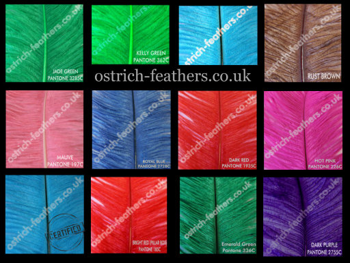 Dyed Wholsale Ostrich Feathers in UK