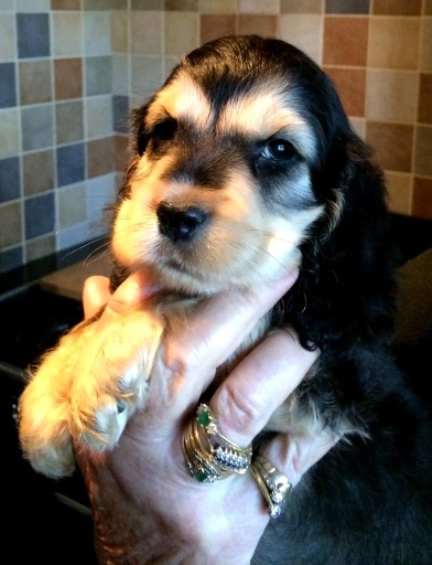 cocker spaniel