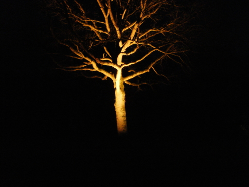 Metal Halide up-lights a tree at night in Surrey