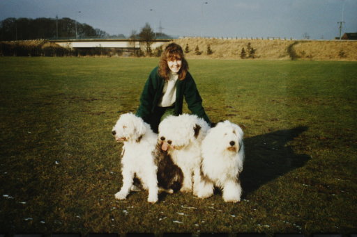 4 family dogs on walk in local park