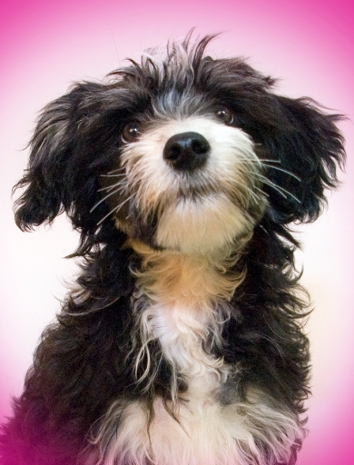 Can't wait to be Groomed.