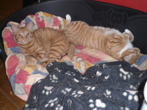 who ever said its a dogs life never had cats. Home service for cats