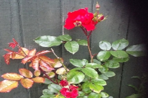 image2