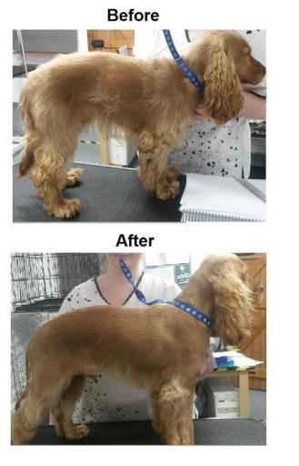 Schnauzer groomed to owner requirements