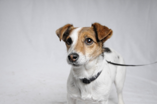 Example of Wonderful Pet Photography by Natz Snapz Photography