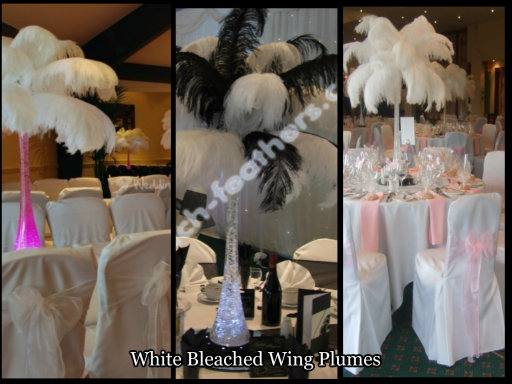 Suppliers of Ostrich Feathers in UK