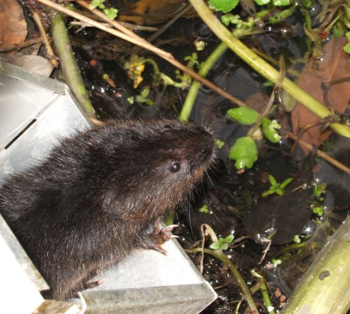Wildlife and habitat surveys including protected species, licences and mitigation