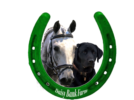 Dog Boarding and Horse Riding