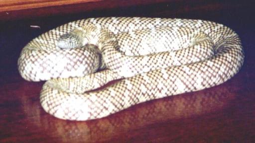 snakes
