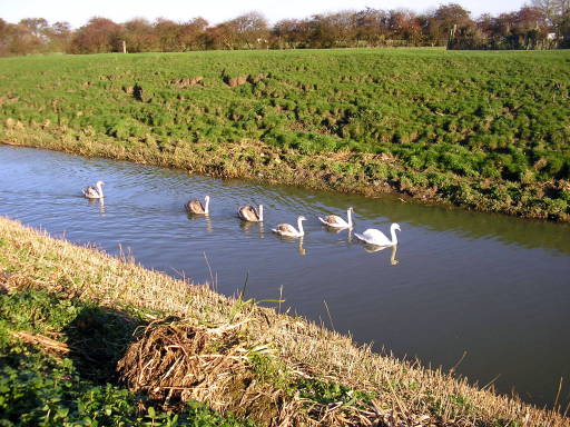 Louth Navigation Canal at Austen Fen,Cottages
