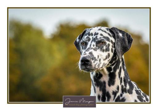Surrey Dog Photoshoot | Hound Dog Photography