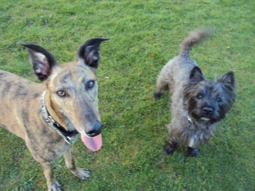 Happy tail waggers out on a dog walk with Paws n Purrs