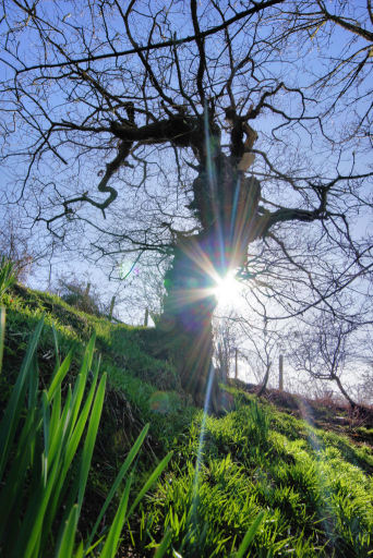 oak tree in spring sunshine