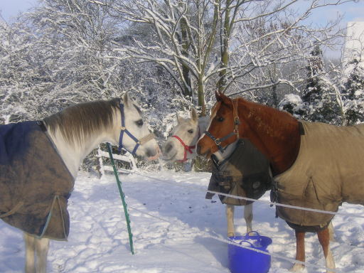 Winter at Home Farm , best friends in the snow