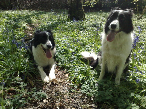 Ted &amp; Gyp enjoying a walk in the woods