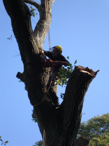 Tree Surgeon in Elgin