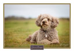 puppy | Jamie Morgan Hound Dog Photography