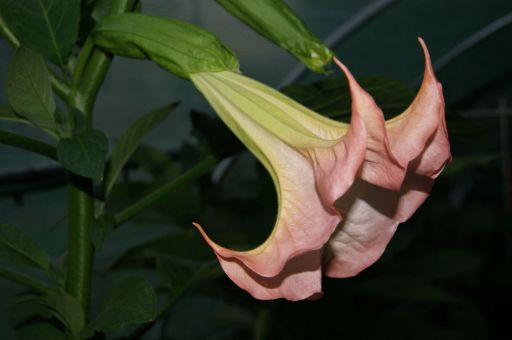 Brugmansia x Sauveolens 'Frosty Pink'