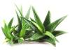 jocelynealoe.fr Logo