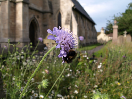 Habitat creation and restoration encouraging wildflowers for the benefit of bees and people