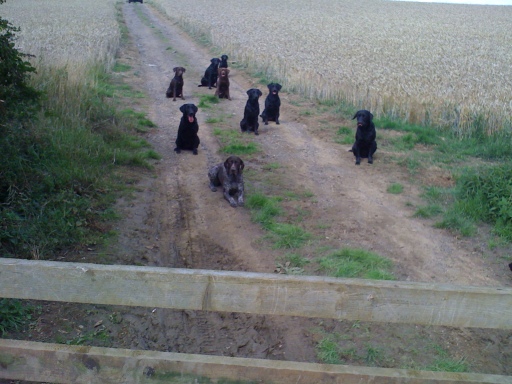 Steady gun dogs