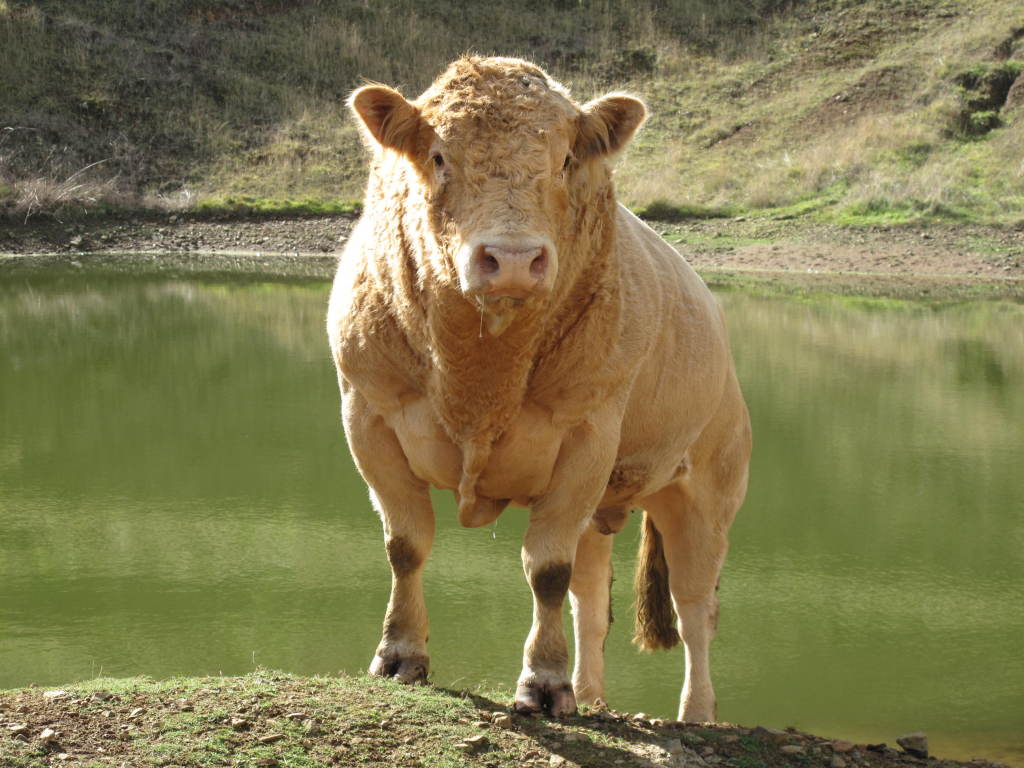 Rural Fence and Trade 611 Maroondah Highway, Coldstream, 3140