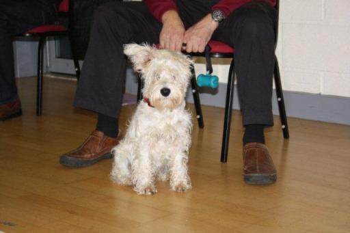 Bertie Dog Training at Oadby and Church Langton