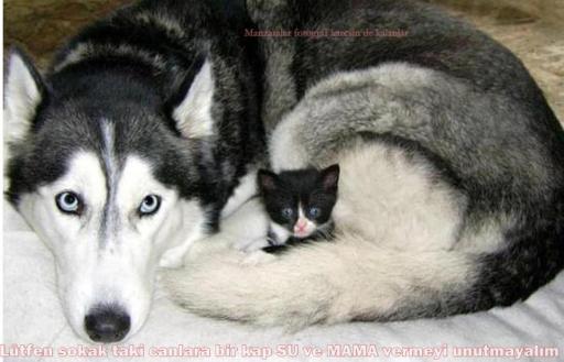 Cat and dog service.