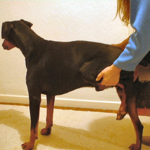 McTimoney Animal Therapy for dogs