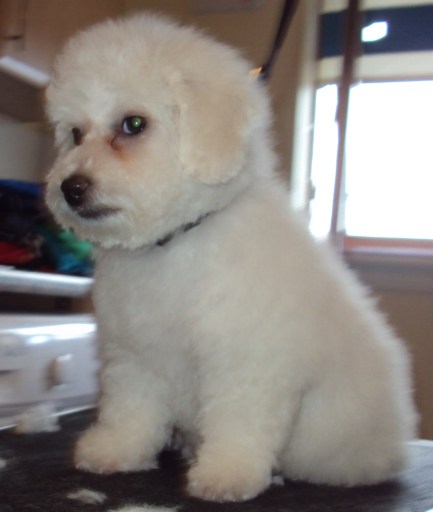 MOBILE DOG GROOMING by URBAN GROOMZ
