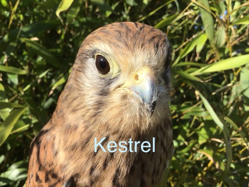 Kestrel Falcon Scottish native Birds of Prey