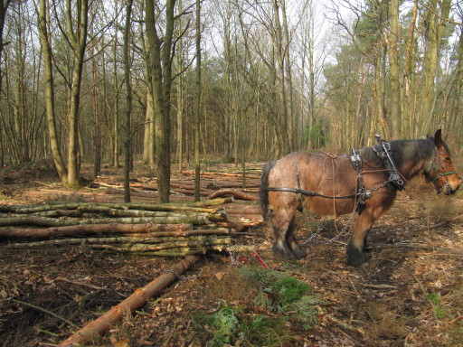 Bruno horse logging oakley woods march 2012