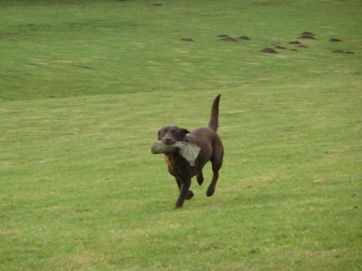 Even Chocolate Labradors can be trained!