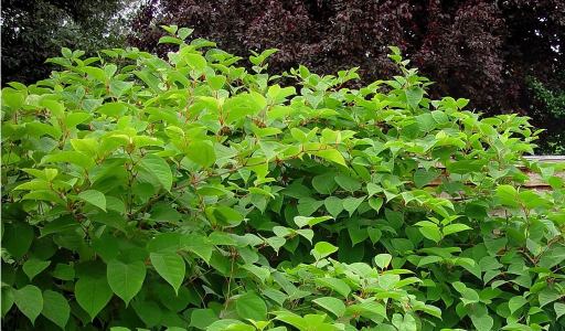 Japanese Knotweed