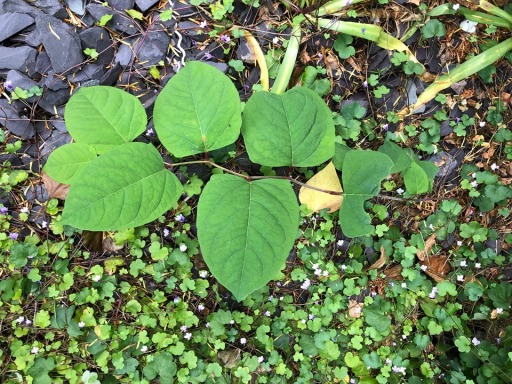 Japanese Knotweed Surveys Devon 