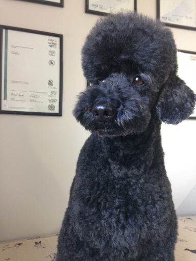 The original Penn View Pet