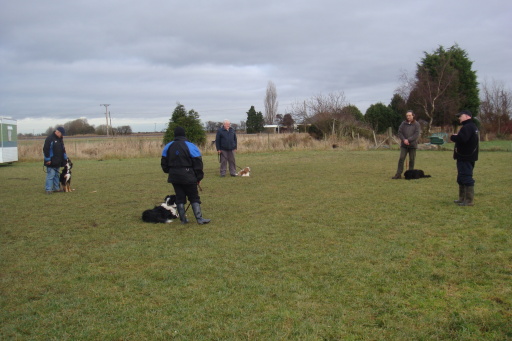 Pet Dog Training