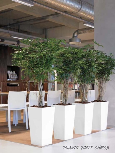 Office Plants