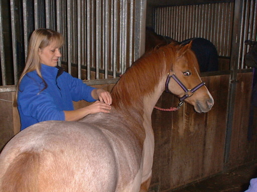 McTimoney Animal Therapy for horses