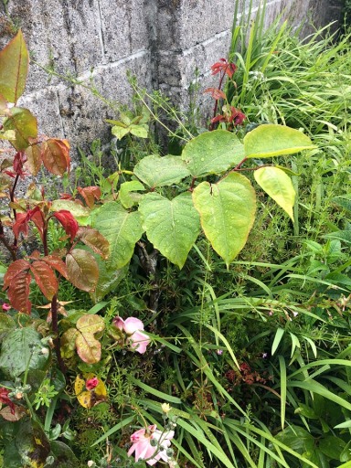 Japanese Knotweed Removal Cornwall Devon Somerset