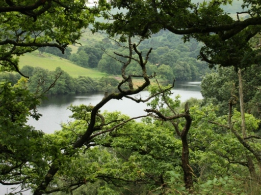 tree surveys, ecology surveys