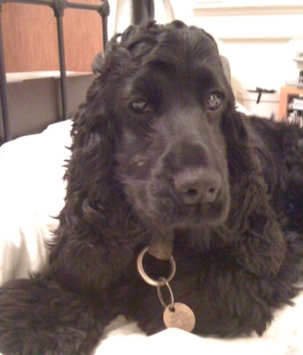 I have had my walk now I want to sleep
