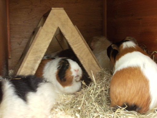 Rabbit boarding Redditch