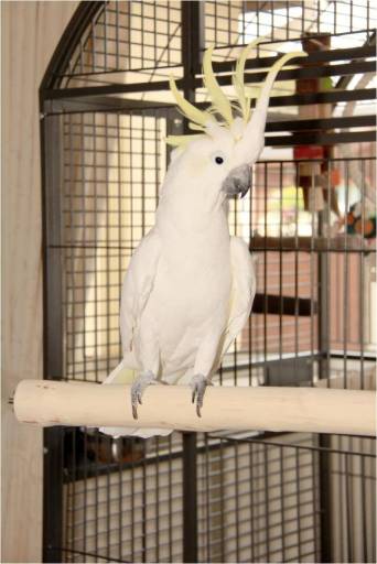 Alba testing her new full length perch