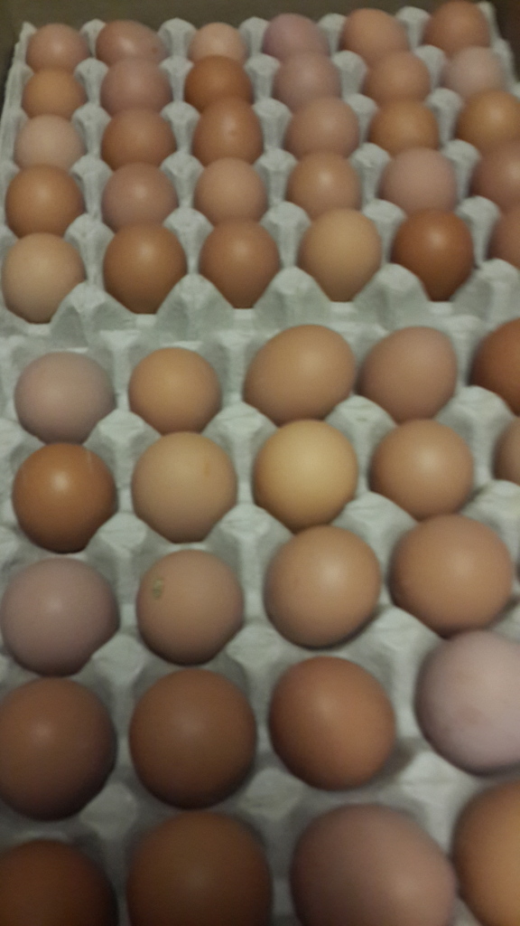 Peezel Farms Olifanfontain Road, Pretoria, Gauteng, 0002