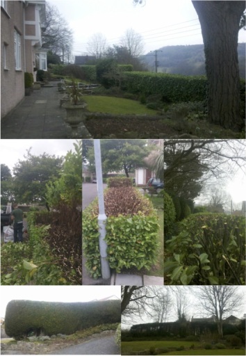 Hedge cutting